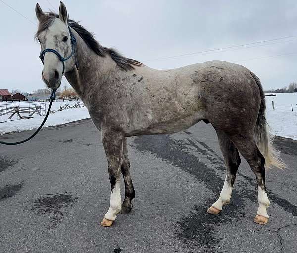 grey-barrel-racing-roping-horse