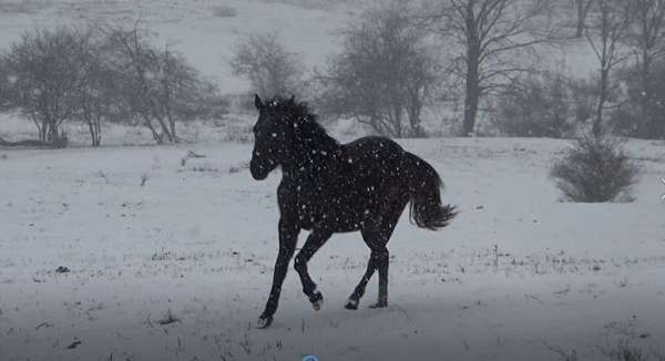 a-few-whit-hairs-star-pony