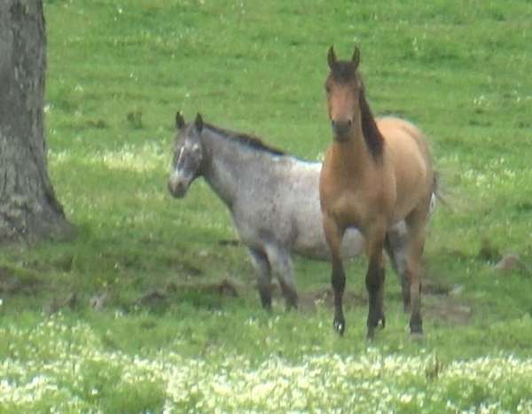 arabian-fjord-horse