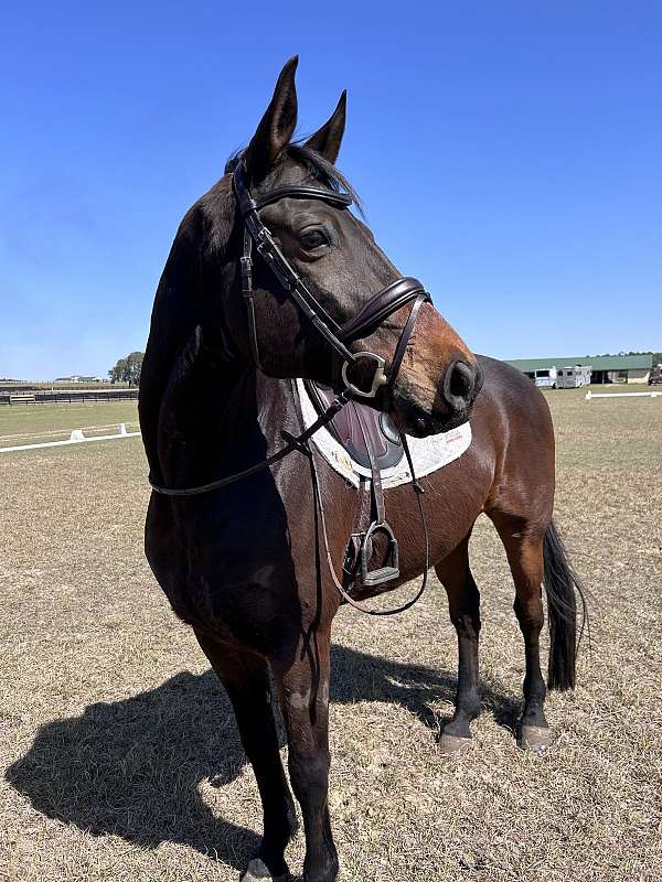 a-rated-trakehner-horse