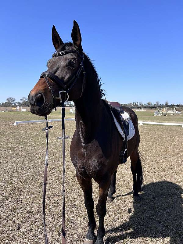 attentive-trakehner-horse