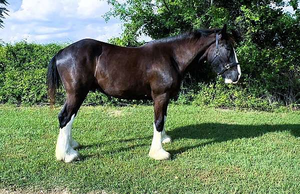 trail-clydesdale-donkey