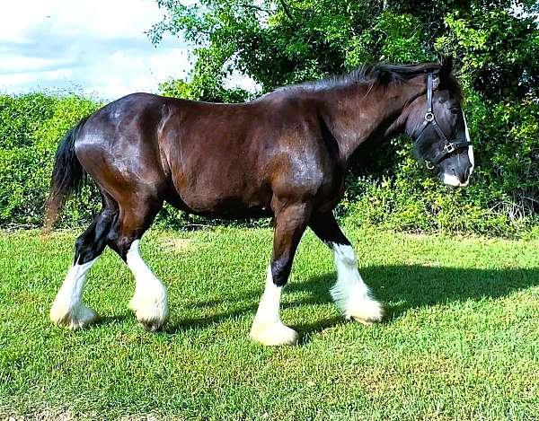 all-around-clydesdale-donkey