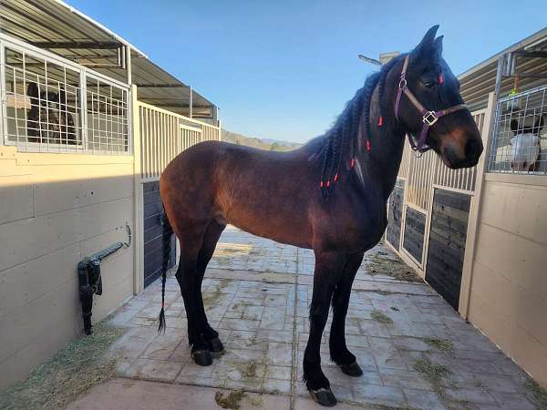 brown-andalusian-friesian-for-sale