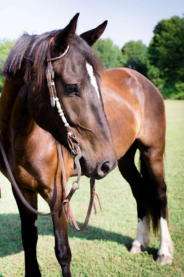 awesome-all-around-draft-horse