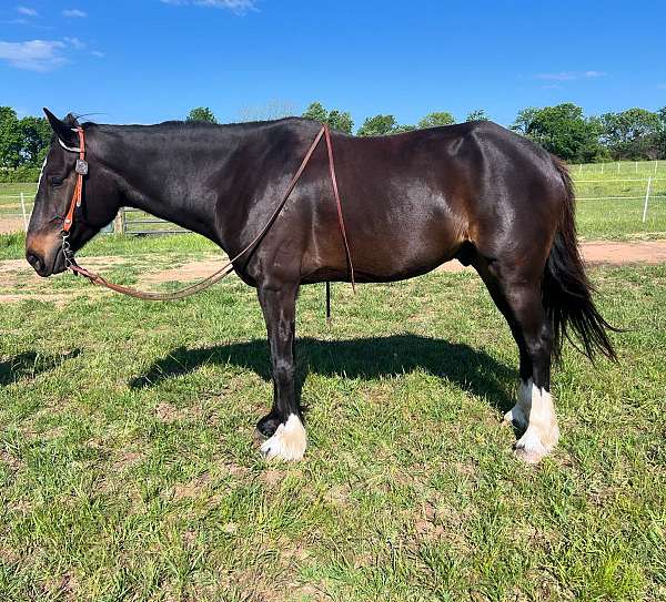 first-draft-horse