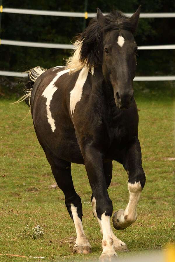 pinto-companion-horse