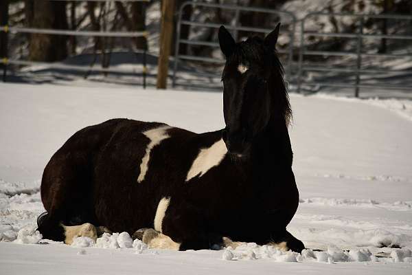 companion-gelding