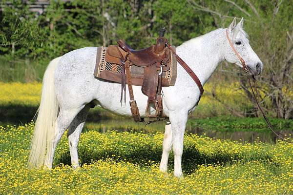 gaited-trail-horses-for-sdale-tennessee-walking