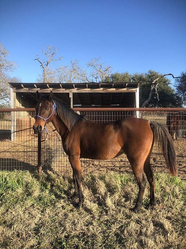 star-roan-on-tailhead-horse