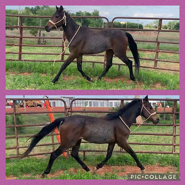 bay-roan-quarter-pony-filly