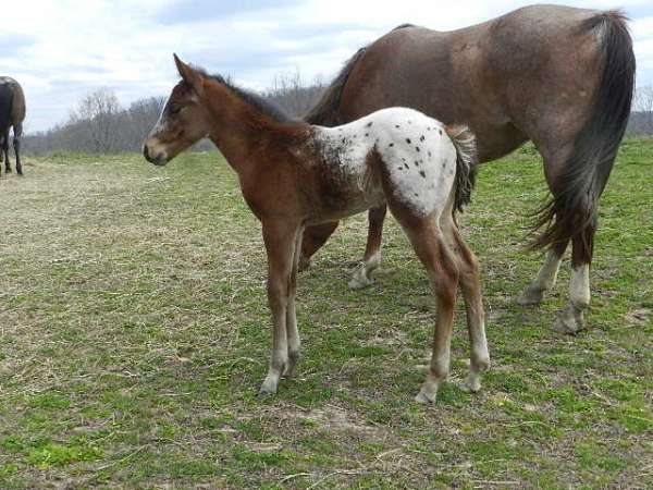 blanket-spots-horse