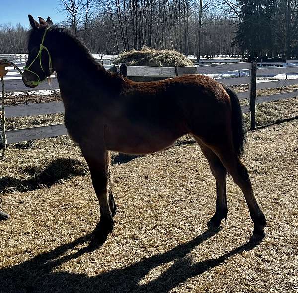 bay-friesian-filly