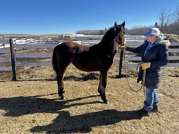 bay-all-around-horse