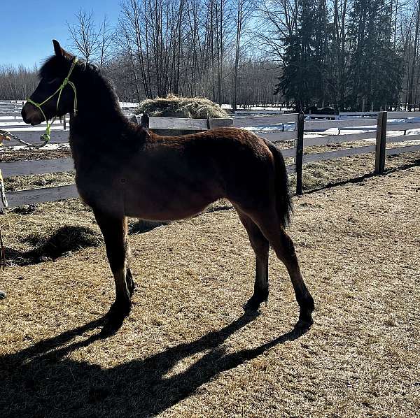 all-around-friesian-horse