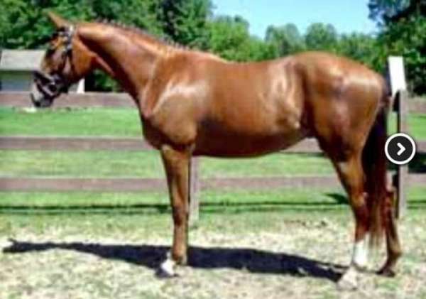 16-hand-thoroughbred-mare