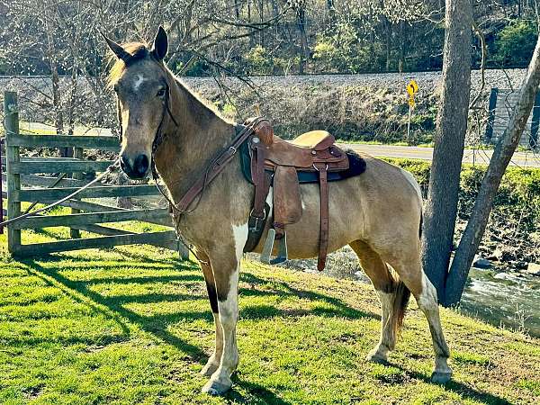 finished-spotted-saddle-horse