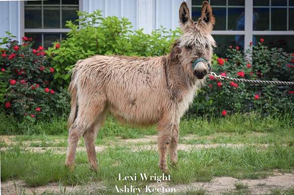 halter-working-foal