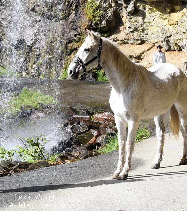 therapy-andalusian-horse