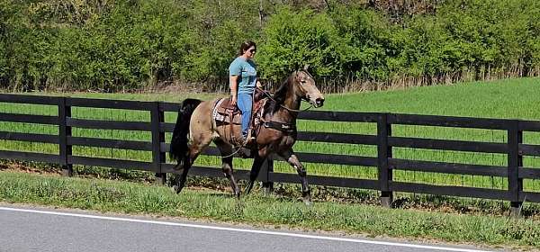 husband-friendly-horse