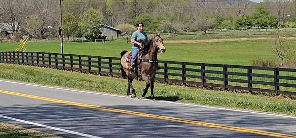 buckskin-see-pictures-horse