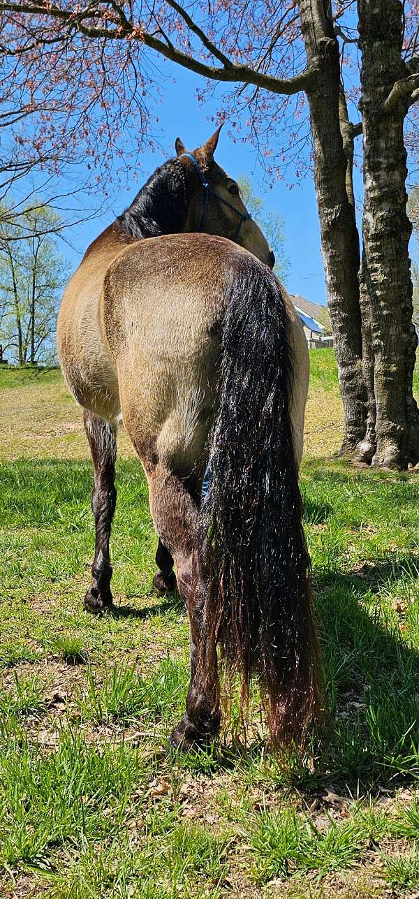 trail-tennessee-walking-horse