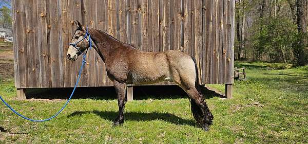 trail-riding-tennessee-walking-horse