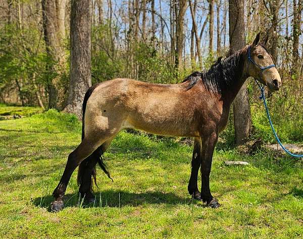 family-friendly-tennessee-walking-horse