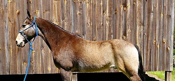 smooth-tennessee-walking-horse