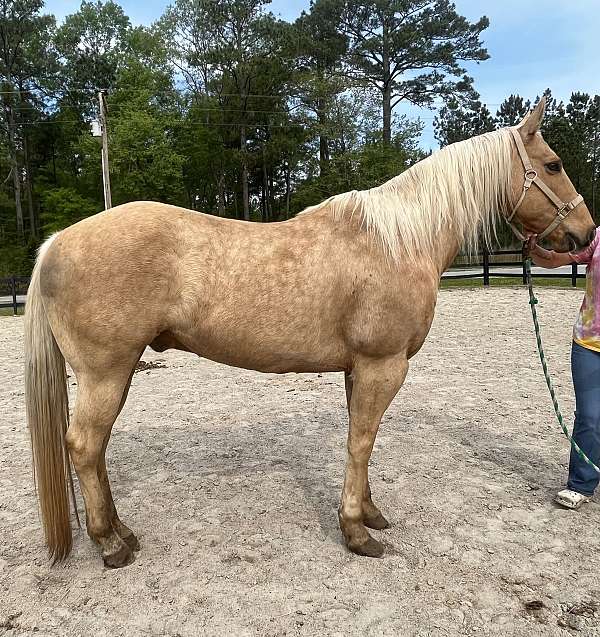 palomino-quarter-horse-gelding