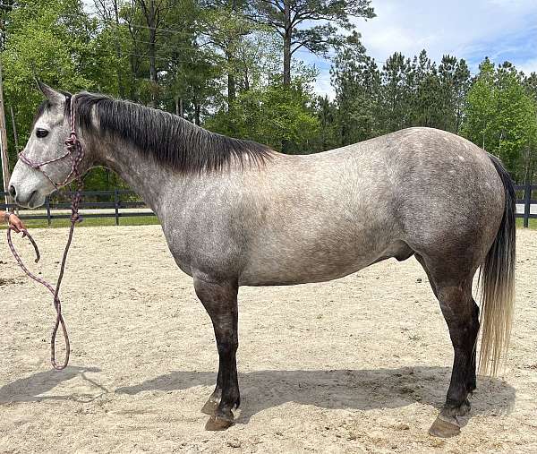 grey-quarter-horse-gelding