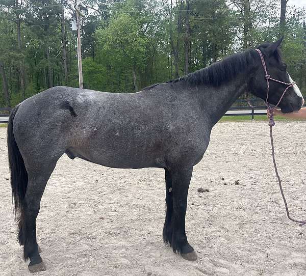 blue-roan-roan-ranch-work-horse