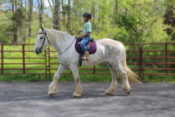 best-percheron-horse