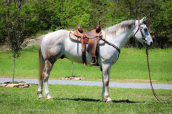 all-around-quarter-pony