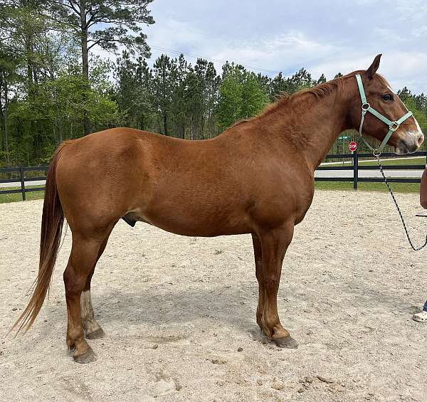 sorrel-quarter-horse-gelding