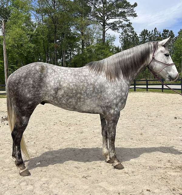 grey-quarter-horse-gelding