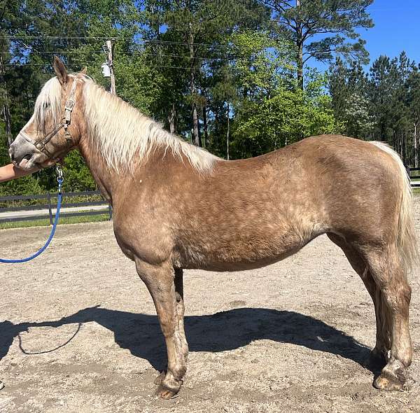 experienced-trail-haflinger-horse