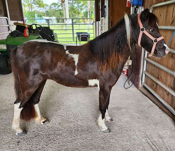 blueroan-miniature-horse