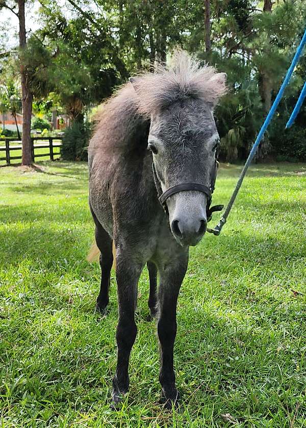 jsw-miniature-horse