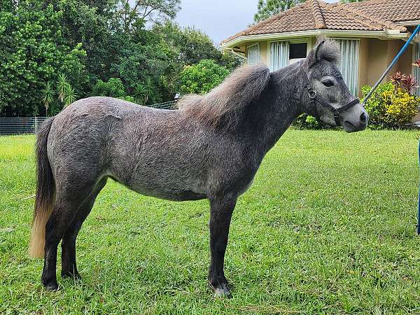 blueroan-miniature-horse