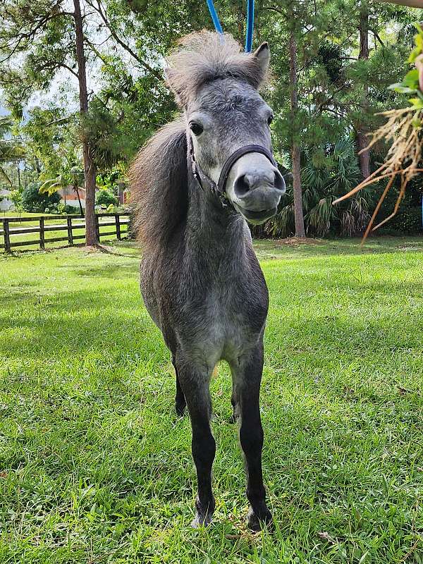 blueroanminimare-miniature-horse