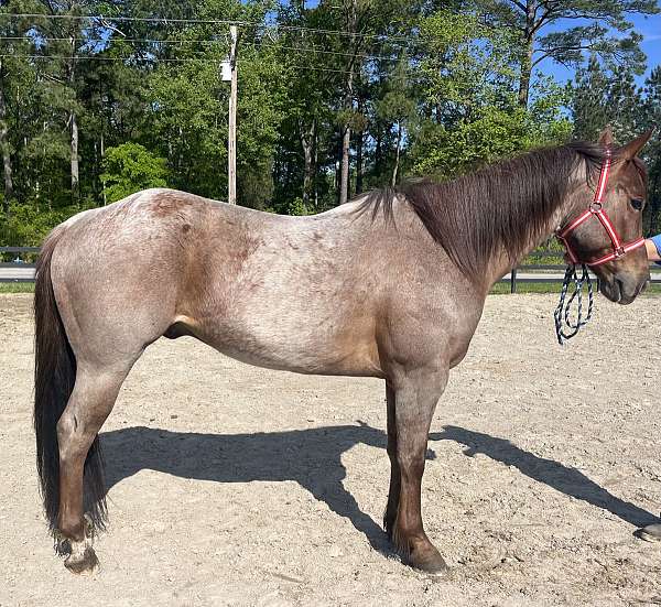 red-roan-quarter-horse-gelding