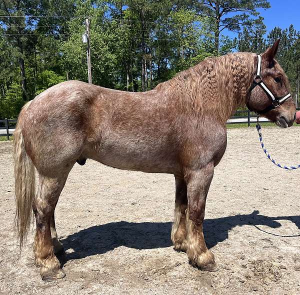 red-roan-roan-belgian