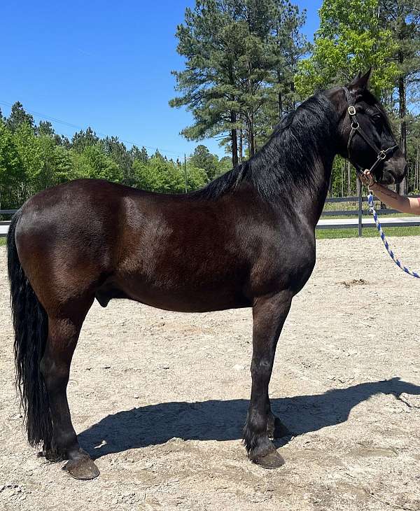 black-friesian-gelding