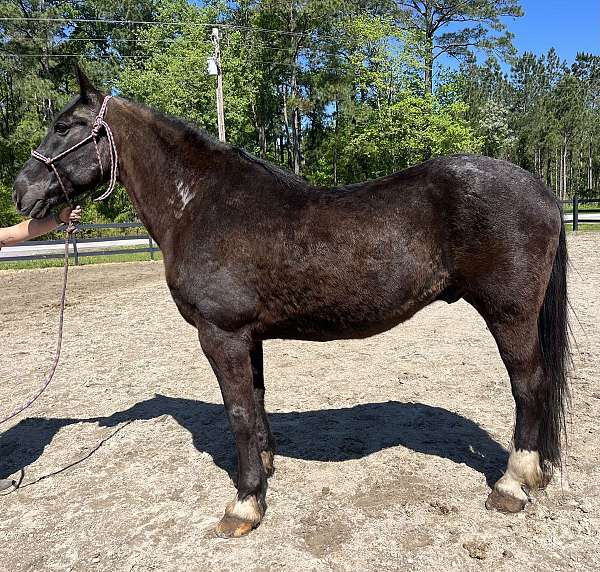 cross-harness-friesian-percheron-horse