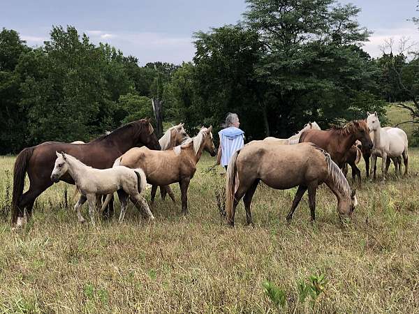 chestnut-palomino-quarter-horse-for-sale