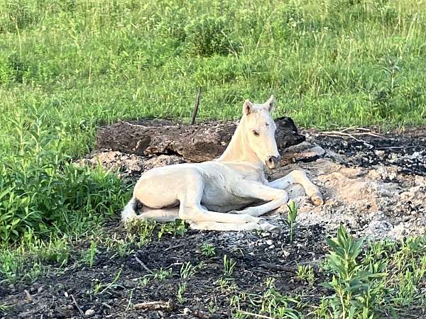 cremello-quarter-pony
