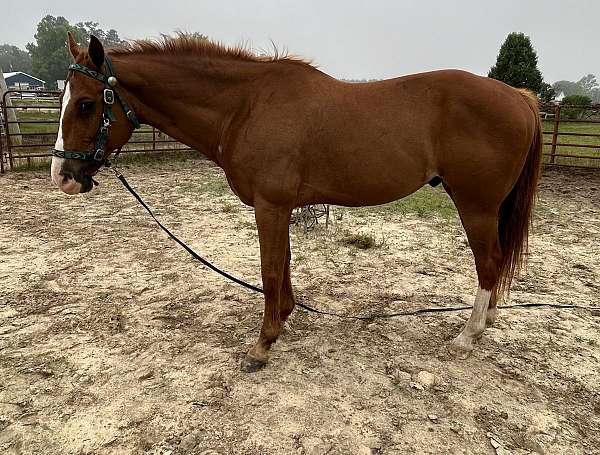 trail-riding-western-riding-quarter-horse