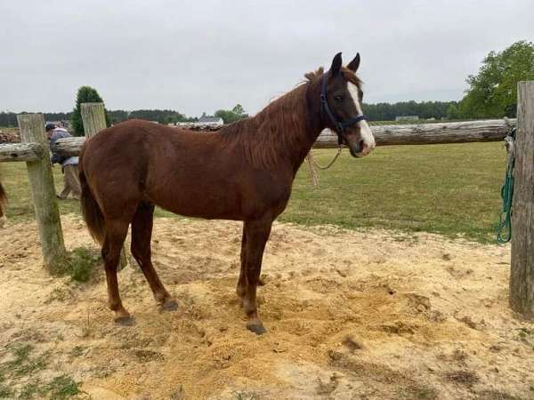 trail-riding-western-riding-tennessee-walking-horse