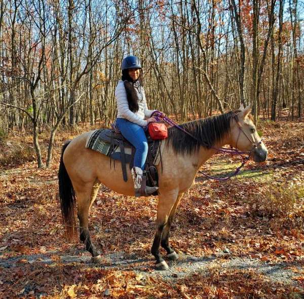 dappled-working-quarter-horse